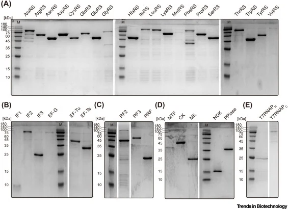 SDS-PAGE analysis of in vitro-synthesized and purified translational machinery components. (A) 20 aminoacyl-tRNA synthetases (aaRSs). (B) Initiation and elongation factors (IEFs). (C) Release factors (RFs); RF1 was omitted in the i-POPFLEX system to enable reassignment of the amber codon (UAG) for n