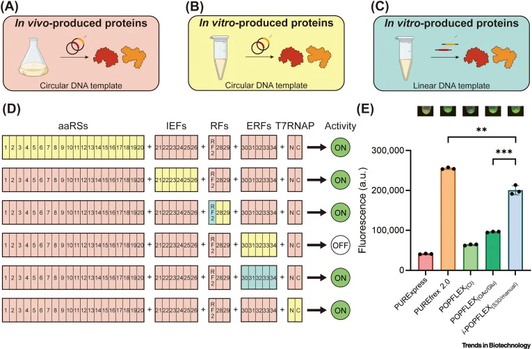 Linear DNA templates are required for efficient in vitro synthesis of certain translational components. Initial attempts to synthesize sfGFP using all 35 components produced in lysates (Figure 3) were unsuccessful. To identify the problematic components, we grouped them into five categories; aaRSs,