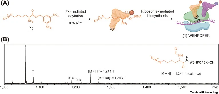 i-POPFLEX supports non-AUG translation initiation by omitting RF1. (A) Substrate (1) was activated with a DNB ester and charged onto tRNAfMet(CUA) by Fx. The charged (1):tRNA conjugate was then added to the i-POPFLEX reaction containing a DNA template, enabling the N-terminal incorporation of substr