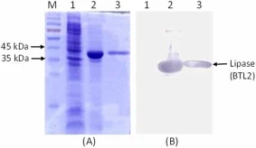 突变脂肪酶的电泳(A)和免疫印迹(B)结果。M:分子量标准;泳道1-诱导前突变脂肪酶菌株总蛋白;泳道2-IPTG诱导后突变菌株总蛋白;泳道3-纯化后的突变脂肪酶。