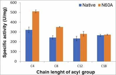 Substrate specificity profile of native and N60A mutant lipase. Enzyme activity was measured using a pH-stat titrator towards triacylglycerol substrates with varying acyl chain lengths (Tributyrin, C4; Tricaprylin, C8; Trilaurin, C12; and Olive oil, C18) under standard conditions (55°C, pH 8.0). Bot