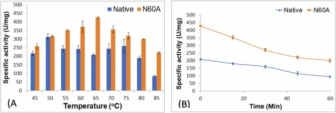 Effect of temperature on the activity and thermal stability of Native and N60A mutant lipases. (A) Optimal temperature profile. Enzymatic activity was assessed across a temperature gradient (45–85°C) at pH 8.0 using tricaprylin (C8) as substrate. The N60A mutant (orange curve) exhibited a shifted op