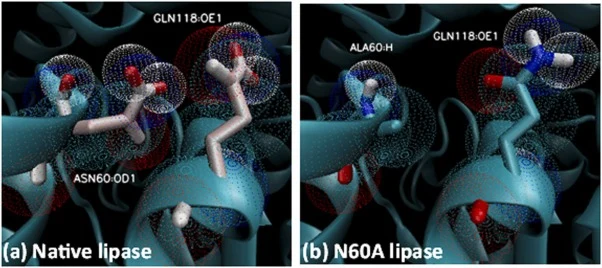 Structural basis for enhanced stability in the N60A mutant. Close-up view of the interaction between residues 60 and 118 in (A) Native and (B) N60A mutant BTL2 lipase. (A) In the native enzyme, the side chains of Asn60 (α-helix 2) and Gln118 (α-helix 4) are separated by 4.5 Å, creating an unfavorabl