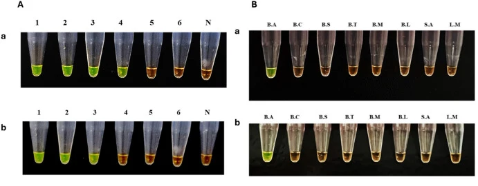 图1 灵敏度(A)和特异性(B):以炭疽芽孢杆菌芽孢为靶标,针对(a)lef基因和(b)CR5位点的LAMP检测。图A中泳道1:10⁵个芽孢,2:10⁴个芽孢,3:10³个芽孢,4:10²个芽孢,5:10个芽孢,6:1个芽孢,N:阴性对照。图B中B.A为炭疽芽孢杆菌,B.C为蜡样芽孢杆菌。
