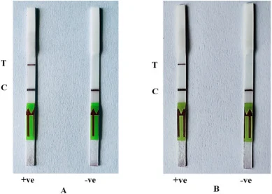 基于LAMP辅助的CRISPR-Cas12a检测方法,靶向lef基因(A)和CR5位点(B),揭示