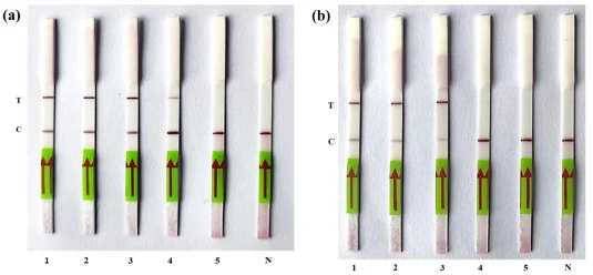 Sensitivity of LAMP-assisted CRISPR-Cas12a-based assay with B. anthracis targeting lef gene (a) and CR5 locus (b). Lanes 1-104 spores; 2- 103 spores; 3- 102 spores; 4- 10 spores; 5- 1 spore; N-Negative control. T denotes Test line (positive), while C represents Control line (negative).