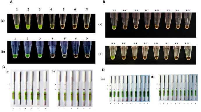 Performance in spiked environmental samples. Panel A denotes sensitivity of LAMP assay with B. anthracis spores recovered from spiked samples targeting lef gene (a) and CR5 locus (b). Lanes 1: 105 spores, 2: 104 spores, 3: 103 spores, 4: 102 spores, 5: 10 spores, 6: 1 spore, N: Negative control, whi