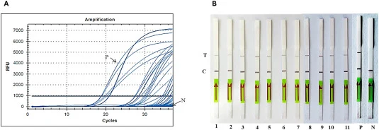 利用实时PCR (A)和基于LAMP辅助CRISPR-Cas12a的检测方法(B),采用炭疽芽孢杆菌lef基因,对炭疽流行地区的土壤和饲料样品进行筛查。P表示阳性对照,N表示阴性对照。