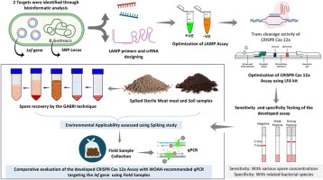 LAMP-assisted CRISPR-Cas12a platform for detection of Bacill