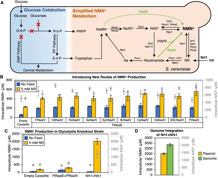 Intracellular production and accumulation of NMN+ in S. cerevisiae. A) Pathway map of NMN+ biosynthetic routes. Proteins shown in green represent heterologous pathways. NaMN+, nicotinic acid mononucleotide; NaAD+, nicotinic acid adenine dinucleotide; NAD+, nicotinamide adenine dinucleotide; NMN+, ni