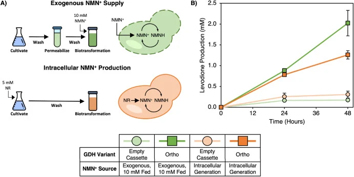 Self-sufficient NMN(H)-mediated biotransformation in S. cerevisiae. A) Processing schematic for S. cerevisiae resting cell biotransformation with and without intracellular NMN+ generation. Cells with intracellular NMN+ production (orange) were fed 5 mM NR during cultivation, which is subsequently re