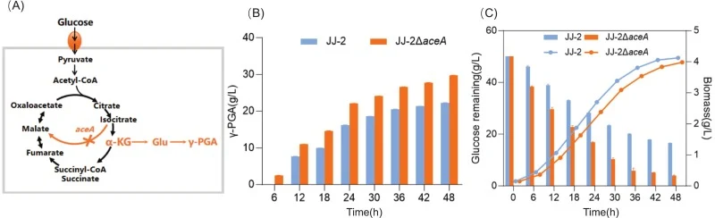 Monitoring of shaking flask fermentation parameters. (A) Schematic diagram of the γ-PGA synthesis pathway in the aceA-knockout strain. (B) γ-PGA yield in shake flask fermentation. (C) Dynamic changes of glucose residual and biomass during fermentation. The data are presented as the means±SEMs of thr