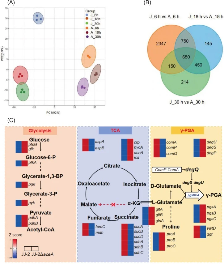 JJ-2和JJ-2ΔaceA的比较转录组学分析。（A）不同时间点基因表达谱的主成分分析（PCA）。（B）维恩图显示6 h、18 h和30 h时差异表达基因（DEGs）的重叠情况。（C）关键代谢途径的转录谱。