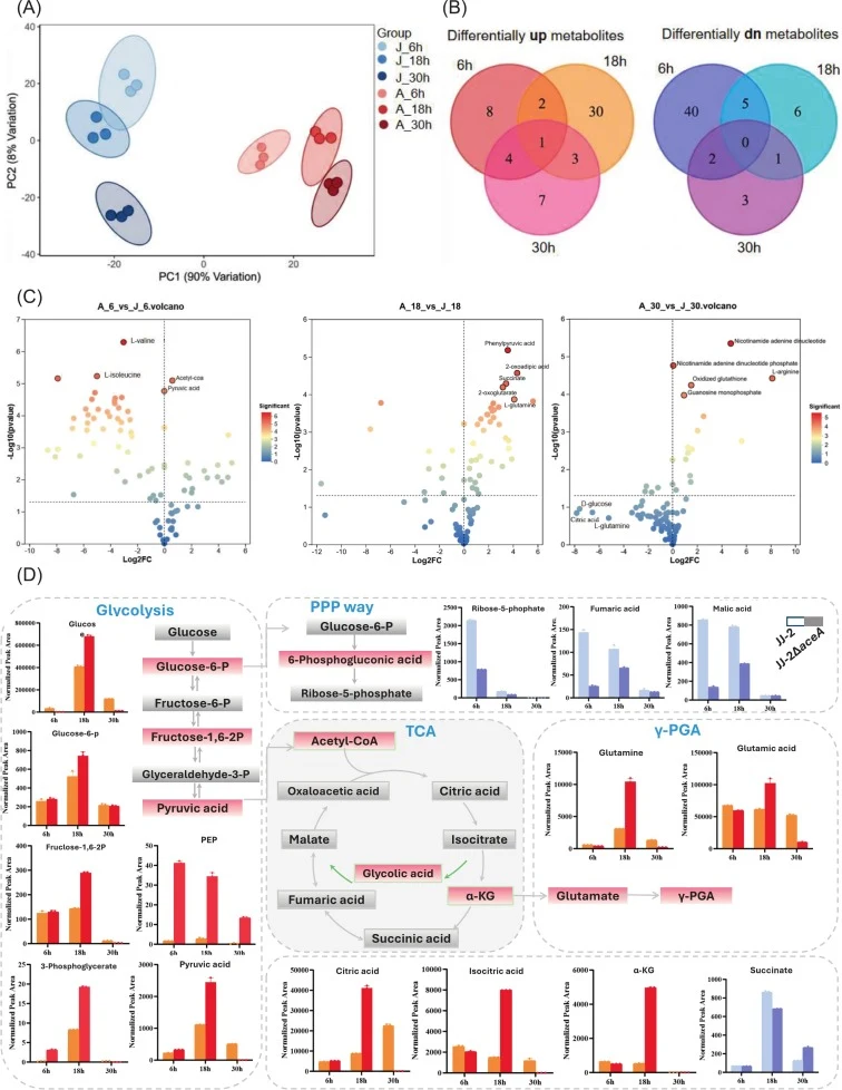 JJ-2和JJ-2ΔaceA的比较代谢组学分析。(A) 代谢物谱的主成分分析(PCA)。(B) 韦恩图显示不同时间点显著上调和下调的代谢物数量。(C) 差异累积代谢物(DAMs)的火山图。