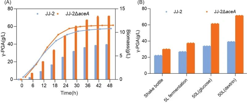 Evaluation of γ-PGA production using dextrin as the carbon source. (A) Time-course profiles of γ-PGA yield and biomass in the 50 L dextrin-based fermentation system. (B) Comparison of final γ-PGA yields across different fermentation scales and carbon sources (shake flask, 5 L, and 50 L with glucose