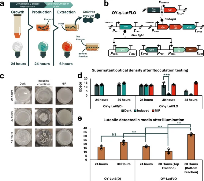 a Workflow of growth-production-extraction three-phase biomanufacturing. b Genetic circuit of OY- γ.LutFlo. c Photograph