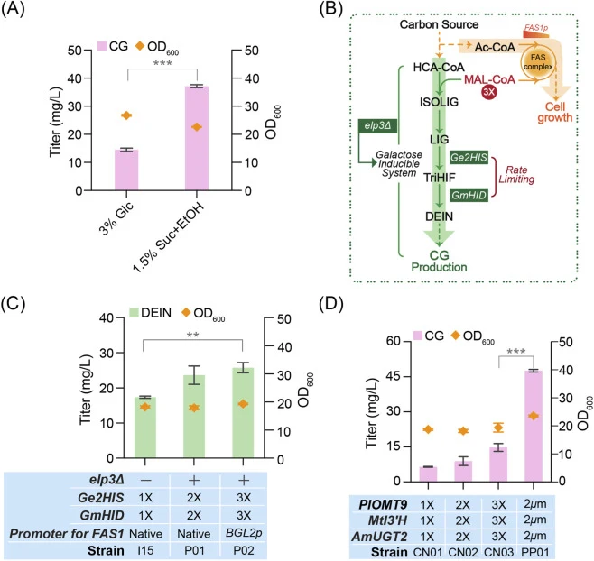 Optimizing carbon sources and DEIN biosynthesis to increase CG production. (A) Effect of different carbon sources on the CG production of strain ES21. Glc, glucose; Suc, sucrose; EtOH, ethanol. (B) Schematic illustration of the biosynthetic pathways leading to the production of DEIN and CG. Green ar