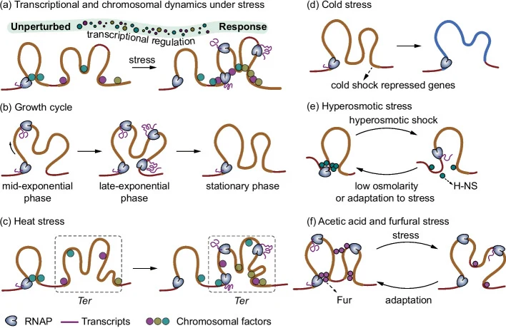 Response of bacterial chromosome to stress driven by transcriptional reprogramming. a Transcriptional and chromosomal dynamics under stress. The left panel depicts a local chromosomal structure under unperturbed conditions. Upon exposure to environmental stressors, the chromosome undergoes dynamic s