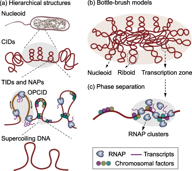 Hierarchical organization of the bacterial chromosome and proposed models for transcription-mediated folding. a Hierarchical structures of bacterial chromosome from global nucleoid to supercoiling DNA. The chromosome is organized into various chromosomal interaction domains (CIDs), which contain sma