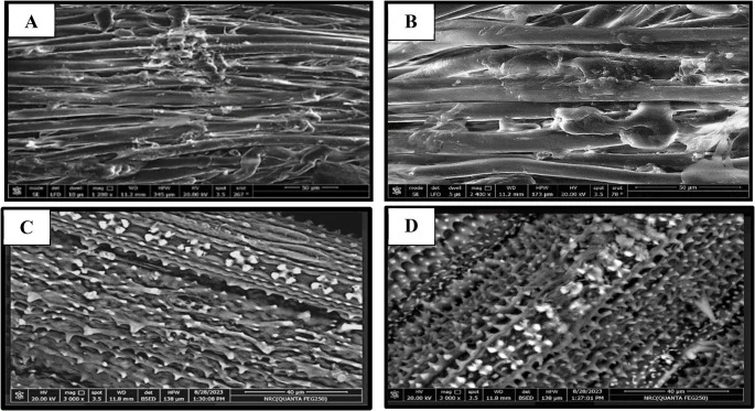 Scanning electron micrographs of untreated ( A & B , scale bar = 50 μm) and ammonia-pretreated RS ( C & D , scale bar = 40 μm)