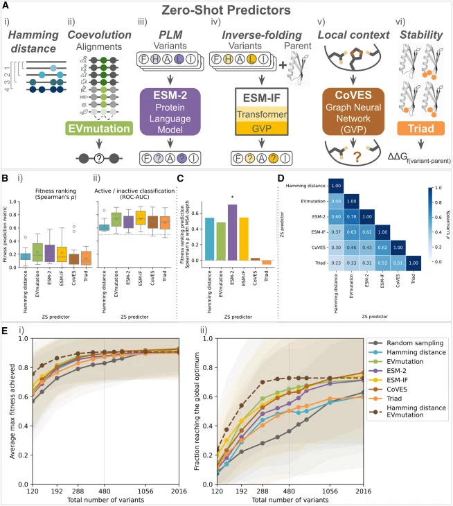 Summary of different ZS predictors and their impacts on focused training across landscapes (A) Six ZS predictors: (i) Hamming distance, (ii) EVmutation (coevolutionary conservation), 23 , 59 (iii) ESM-2 (mutant likelihood from pretrained PLM), 24 , 31 (iv) ESM-IF (mutant likelihood from pretrained i