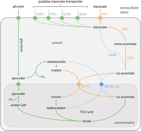 Construction and comparison of the itaconic acid biosynthesis pathways of Aspergillus terreus (blue) and Ustilago maydis (beige) in Saccharomyces cerevisiae (green). Starting from glucose, glycolysis leads to the generation of pyruvate, which is either transported into the mitochondria for conversio
