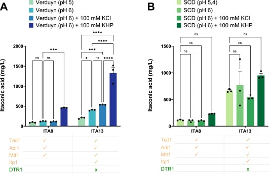 pH buffering capacity alters itaconic acid product formation in S. cerevisiae. Cultivation of the ITA8 and ITA13 strains was carried out for 72 h in Verduyn medium (A) or SCD medium (B) supplemented with 20 g/L glucose at pH 5, pH 6, and pH 6 in the presence of 100 mM potassium chloride (KCl) or pot