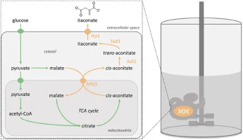 Elucidating the itaconic acid pathway dynamics in Saccharomy