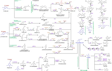 木质素衍生芳香化合物(阿魏酸、