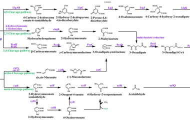 Comprehensive schematic of the ring-cleavage pathways of PCA and catechol. The figure was adapted from previous studies 