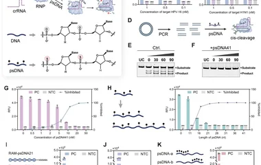 Regulation of LbCas12a activity by phosphorothioate-anchored nucleic acids. ( A ) Schematic illustration of psDNA-mediat
