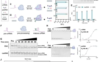 Mechanistic insights of psDNA-mediated regulation of LbCas12a activity. ( A ) Workflow of Cas12a-mediated DNA cleavage.