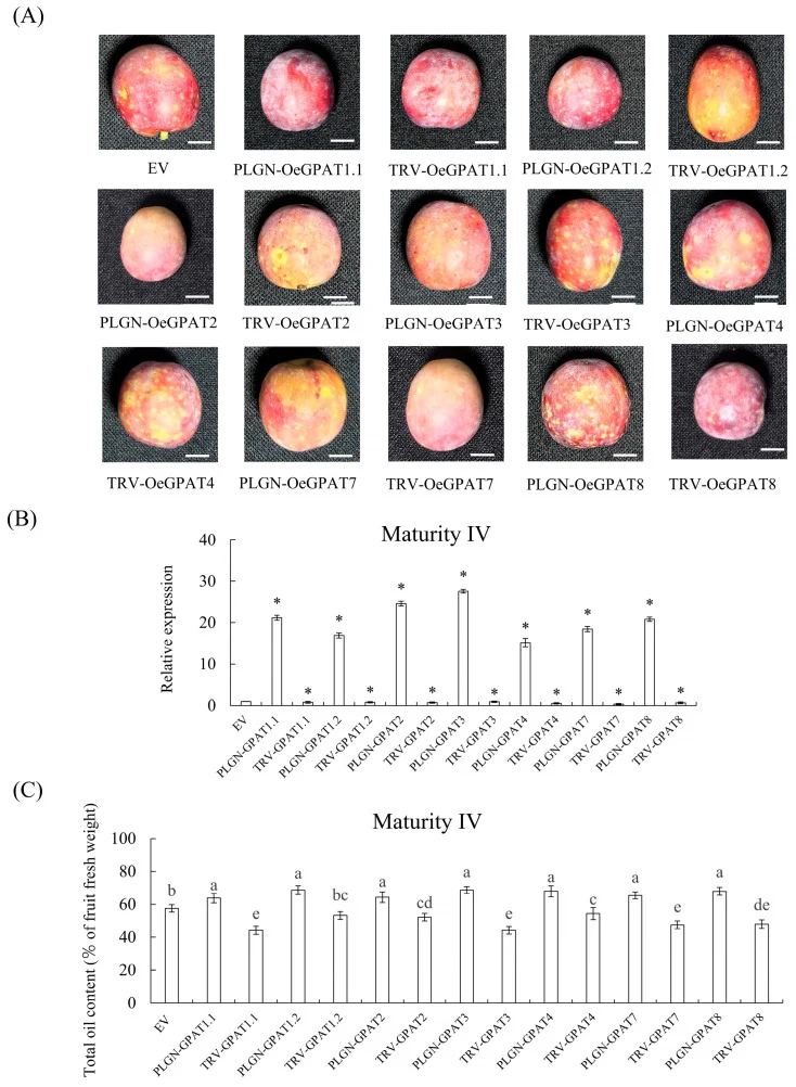 Quantitative analysis of total oils in olive fruits following transient transformation of OeGPAT genes at maturity stage IV. ( A ) Phenotype of olive fruits at maturity stage IV after transient transformation. Representative fruit bunches of EV, TRV- OeGPATs , and PLGN- OeGPATs fruits are shown. Sca