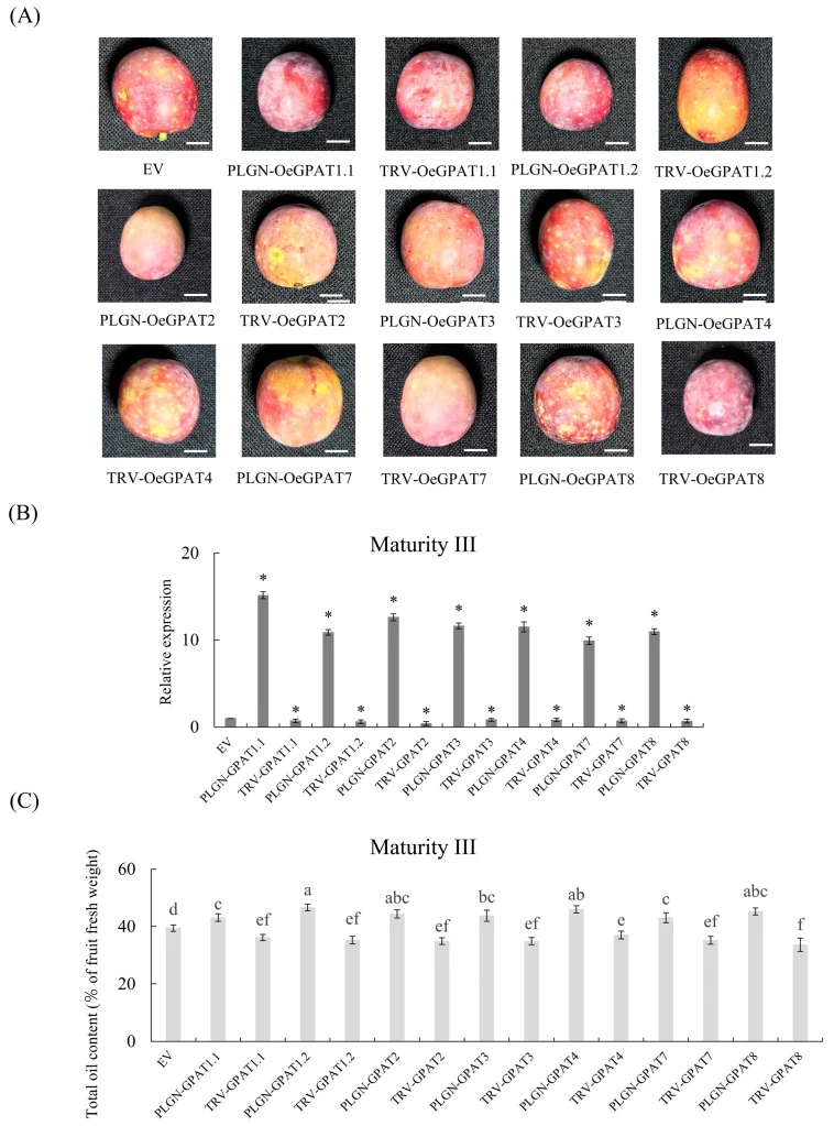 Quantitative analysis of total oils in olive fruits following transient transformation of OeGPAT genes at maturity stage III. ( A ) Phenotype of olive fruits at maturity stage III after transient transformation. Representative fruit bunches of EV, TRV- OeGPATs , and PLGN- OeGPATs fruits are shown. S