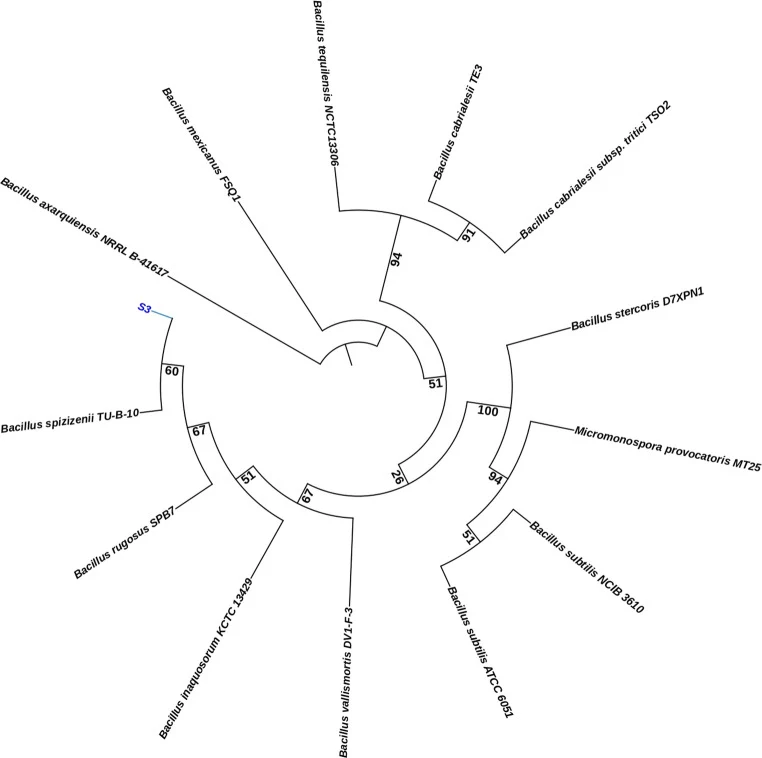 Whole-genome-based phylogenetic tree illustrating the evolutionary relationships of strain S3 with closely related Bacillus species. The tree was generated using the Type (Strain) Genome Server (TYGS). Bootstrap support values (based on 100 replicates) are indicated at the branch points. The scale b