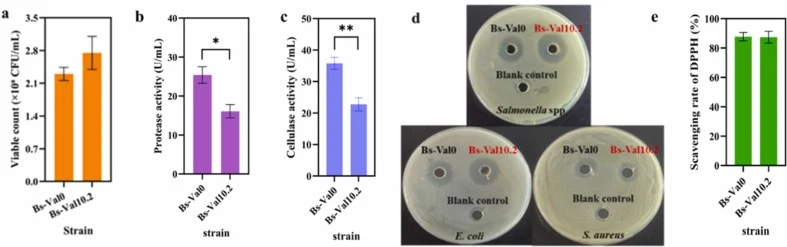 Evaluation of probiotic function of the parental strain ACCC11025 (Bs-Val0) and the engineered strain Bs-Val10.2. (a) Spore formation efficiency of strains Bs-Val0 and Bs-Val10.2. (b, c) The activity of protease and cellulase in strains Bs-Val0 and Bs-Val10.2. (c) Antimicrobial activity of the cultu