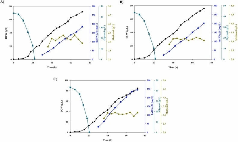 代表三种不同控制策略下生物量浓度(以DCW表示,黑色圆圈)、甘油浓度(绿色方块)、huIFNα2b产量(蓝色菱形)和甲醇浓度(深黄色圆圈)的动态曲线:A)开关控制,B)PI控制,C)基于模型的控制