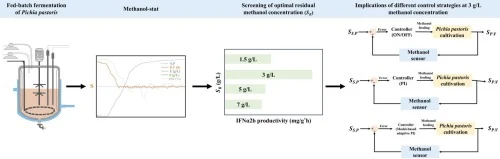 Enhanced production of human interferon α2b in glycoengineer