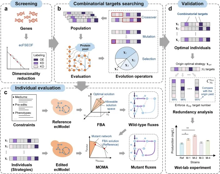 The computational framework of MetaStrain. The algorithm consists of two primary modules. (a) The initial screening module performs dimensionality reduction and annotation, where all enzyme-encoding genes in the metabolic model are systematically analyzed to pre-screen potential targets. (b, c) The