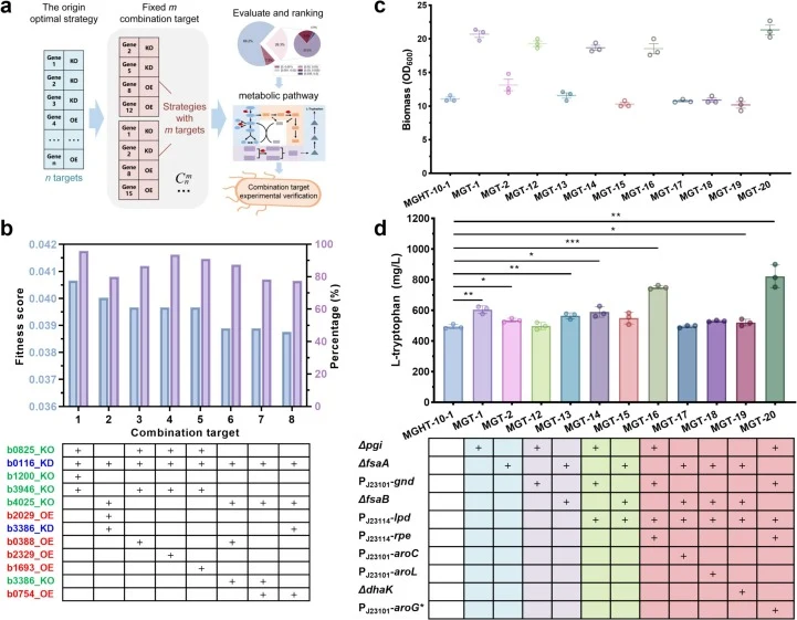 MetaStrain-predicted combinatorial gene targets for optimizing l-tryptophan production in E. coli. (a) Combinatorial gene targets prediction by MetaStrain. (b) Top eight predicted four-target combinations. (c) Biomass of strains with combinatorial gene manipulation. (d) l-tryptophan production of st