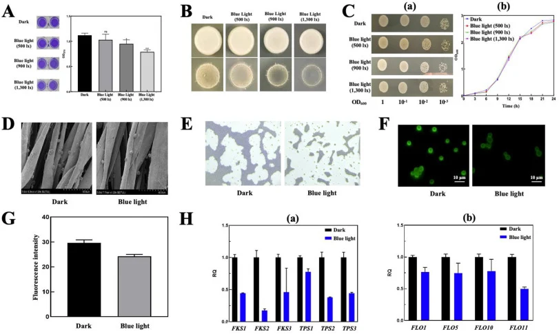 Analysis of the impact of blue light on the biofilm of S. cerevisiae. (A): Crystal violet staining assay on agar plates; (B): Plate invasion assay; (C): Growth ability assay (a) Growth assay on agar plates with serial dilutions at OD600 = 1, 10−1, 10−2, and 10−3, (b) Shake flask growth curves of S.