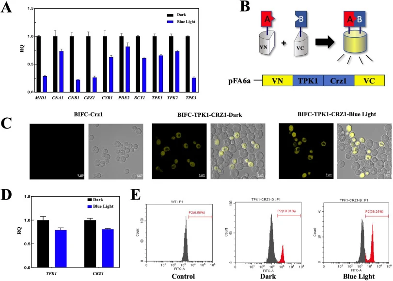 Analysis of the effects of blue light on CSP and PKA signaling pathways. (A): qRT-PCR analysis of gene expression under blue light exposure. Expression levels of key genes in the CSP and PKA pathway; (B): Schematic diagram of bimolecular fluorescence complementation (BiFC) assay. Proteins A and B re