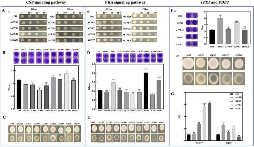 The physiological phenotype changes of engineered strains with key genes in the CSP/PKA signaling pathway. (A): Plate growth ability assay results for (a) CSP pathway engineered strains and (b) PKA pathway engineered strains; (B): Crystal violet staining results for key gene modifications in the CSP