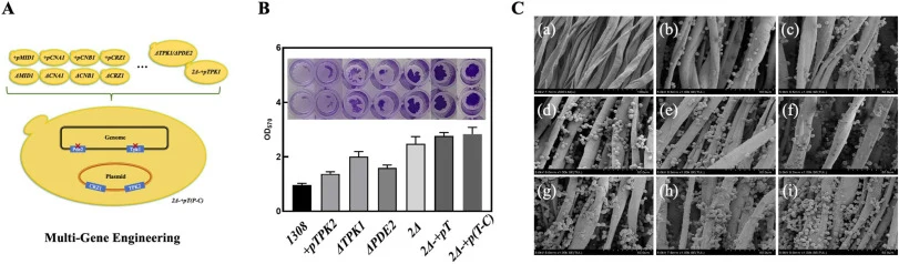 关键基因整合菌株对生物膜形成的影响分析。(A)：工程菌株构建过程；(B)：结晶紫实验的结果；(C)：SEM实验结果 (a) 空载体 (b) 1308 (c) + pCRZ1 (d) + pTPK2 (e) ΔTPK1 (f) ΔPDE2 (g) 2Δ (h) 2Δ-