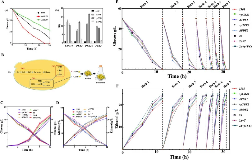 Construction of immobilized continuous fermentation system. (A): (a) Ethanol tolerance test results, (b) qRT-PCR results (RQ: Relative Quantification); (B): Effects of key biofilm-forming genes in the CSP and PKA signaling pathways on biofilm fermentation in S. cerevisiae; (C): Free-cell fermentatio