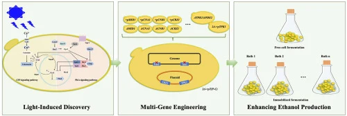 Enhancing ethanol production through light-induced discovery