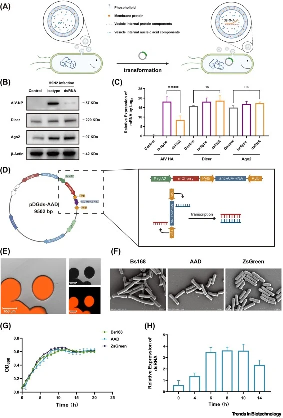 Modification of B. subtilis 168 to produce double-stranded RNA (dsRNA) targeting H9N2 avian influenza (A) Schematic depicting B. subtilis transformation with a target dsRNA expression plasmid, resulting in dsRNA encapsulation into bacterial vesicles during vesicle biogenesis. Legend definitions: pho