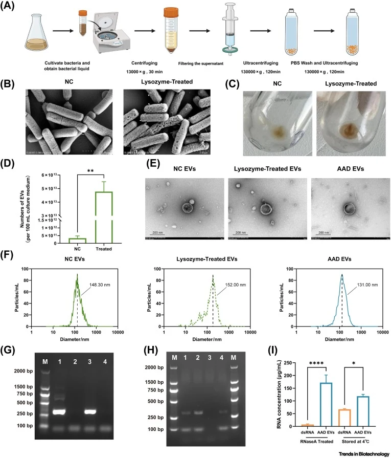 Isolation and characterization of B. subtilis-derived extracellular vesicles. (A) Schematic workflow for isolation of extracellular vesicles (EVs) from bacterial culture, including centrifugation, filtration, ultracentrifugation, and PBS (Phosphate Buffered Saline) washing steps. (B) Scanning electr
