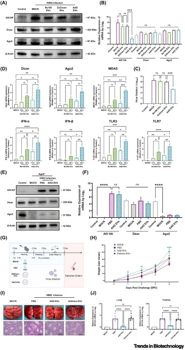 Antiviral activity and immune pathway activation of B. subtilis AAD-derived extracellular vesicles (EVs) against H9N2 avian influenza virus (AIV). (A) Western blot analysis of AIV-NP (viral nucleoprotein), Dicer, Ago2, and β-Actin (loading control) in HD11 cells subjected to control, MOCK (H9N2 infe