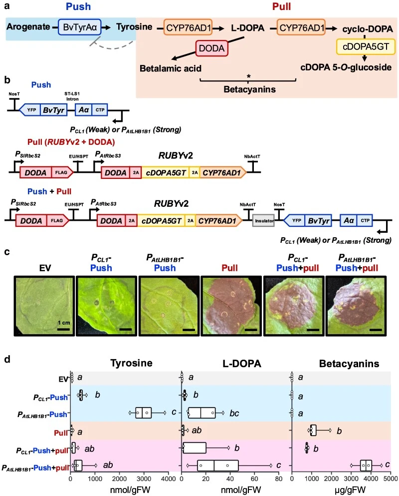 Optimized betalain construct with additional tyrosine supply boosts betalain production in N. benthamiana leaves. a) A s